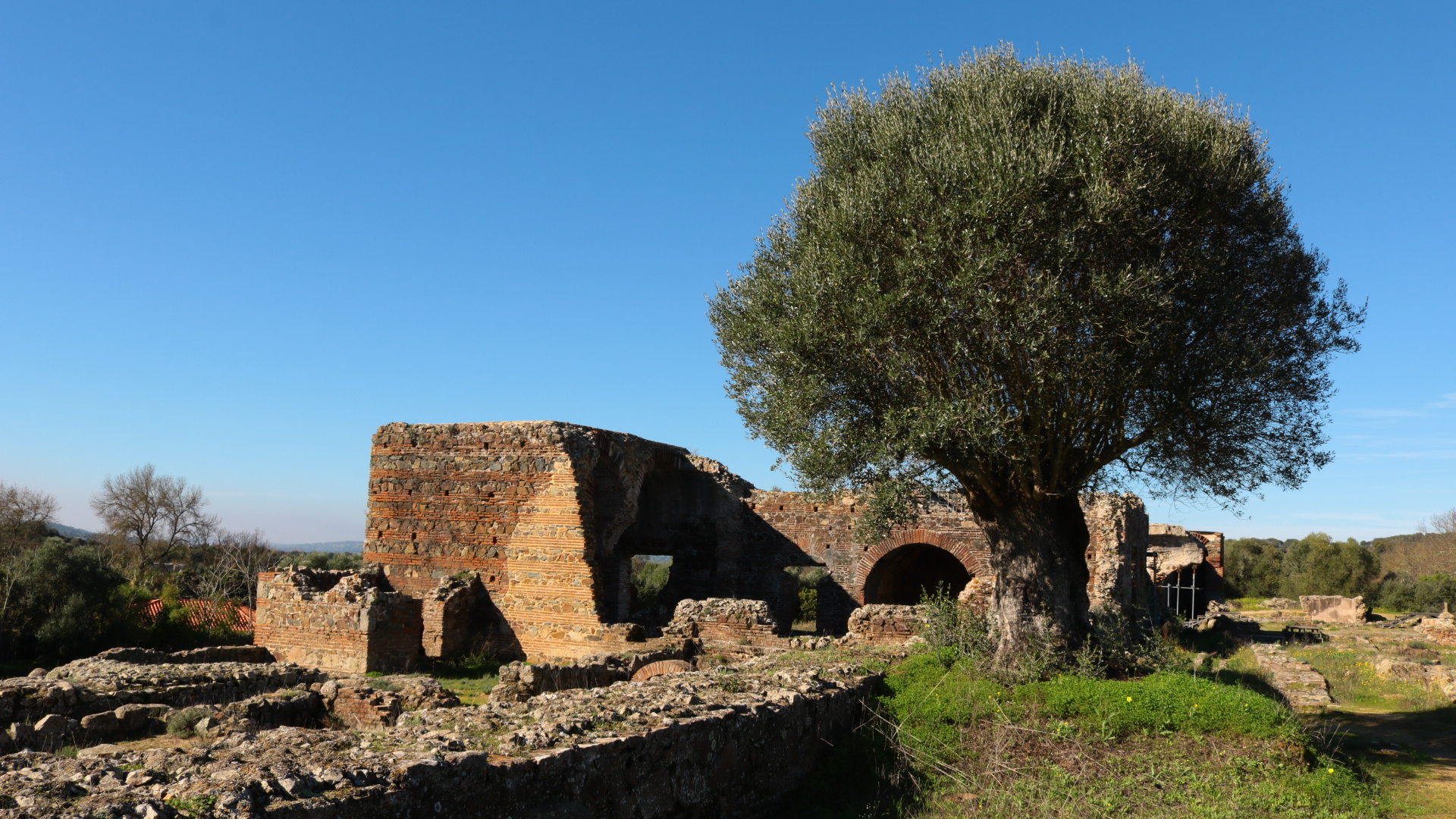 Oliveira e ruínas de São Cucufate