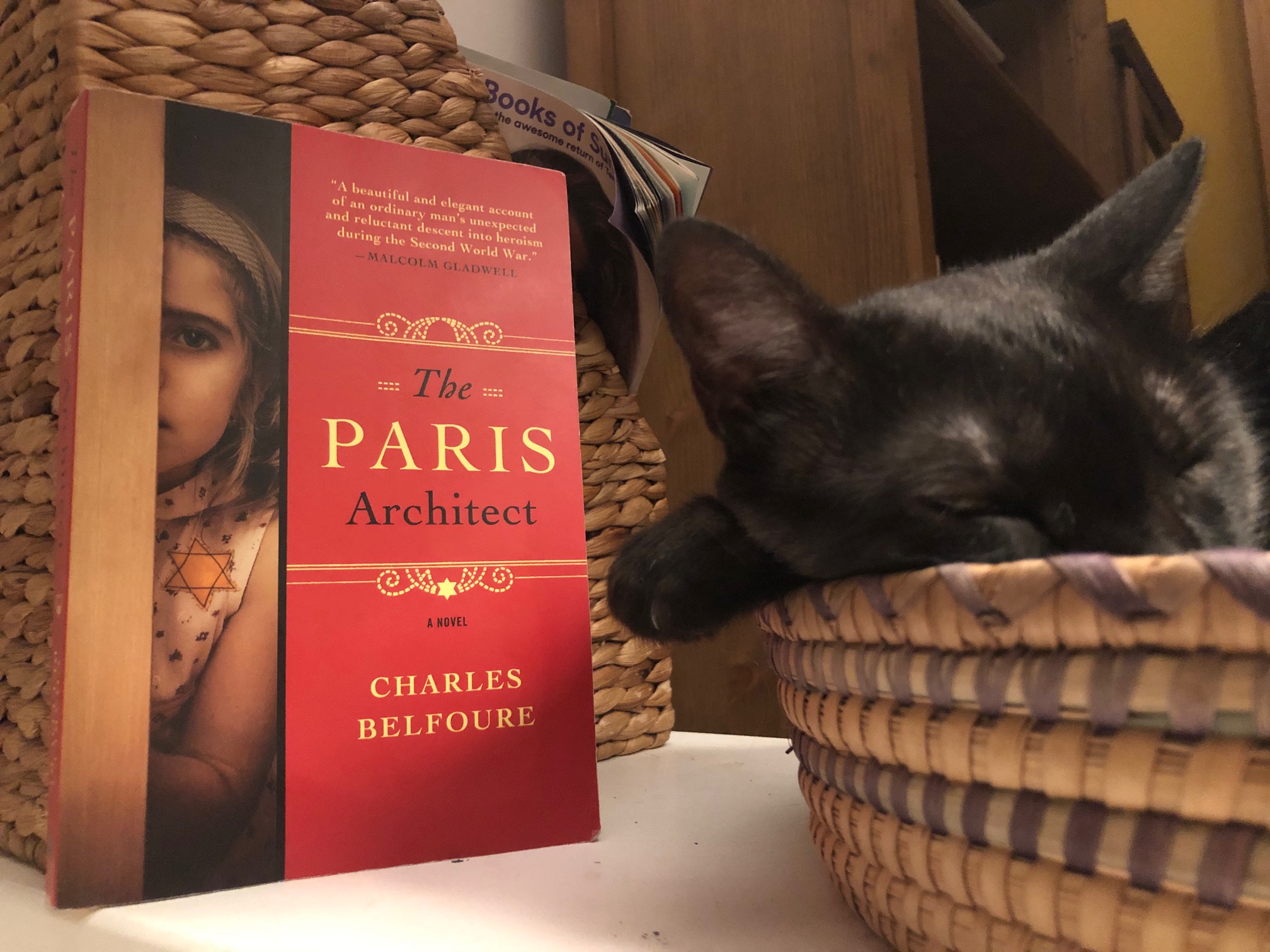 Gato Tobias a dormir junto a livro «O arquiteto de Paris»